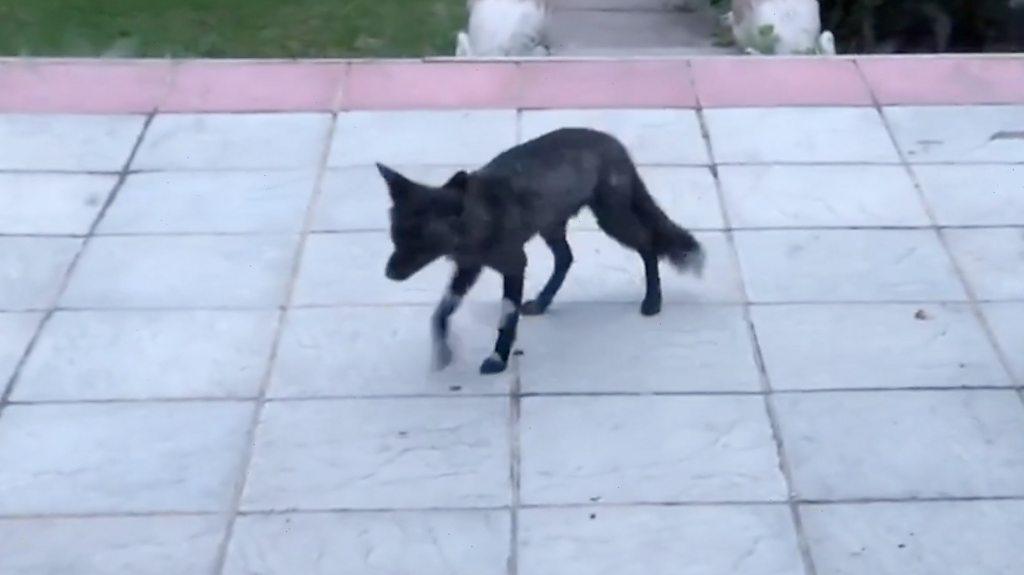 Black fox in London garden