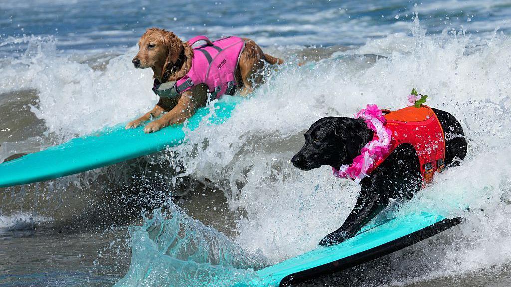Two labradors surfing next to each other.