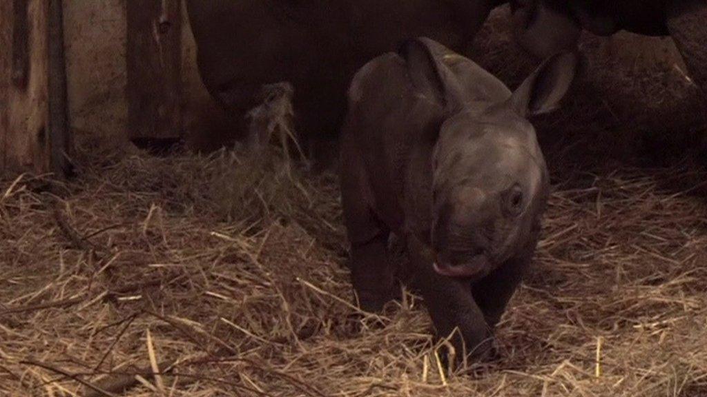 rhino calf