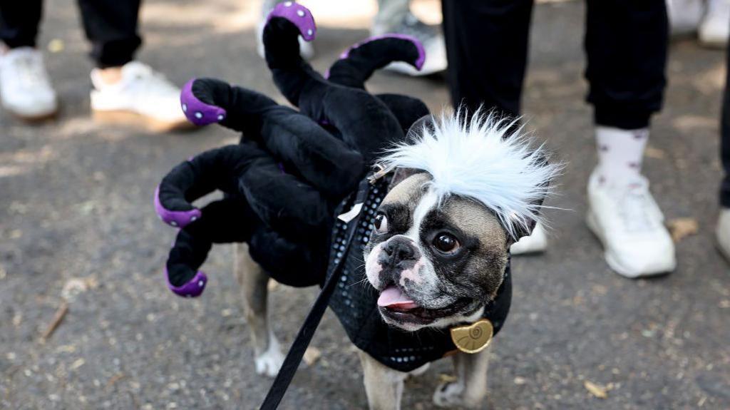 dog dressed as Ursula from disney movie