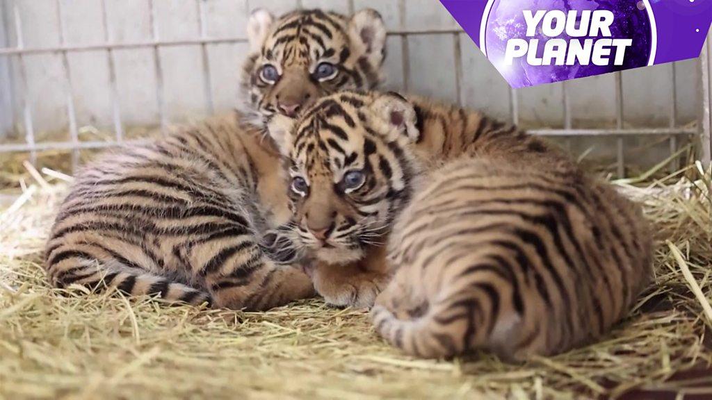 Two tiger cubs