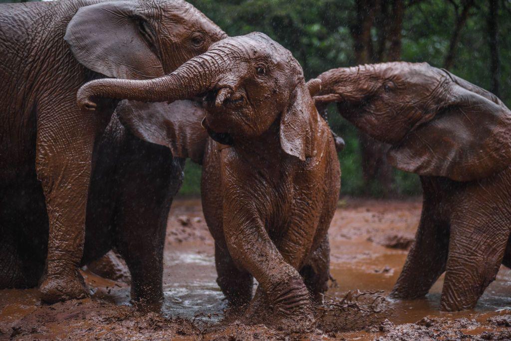 Three elephants play in the mud at Nairobi National Park in Nairobi, Kenya - Saturday 16 November 2024