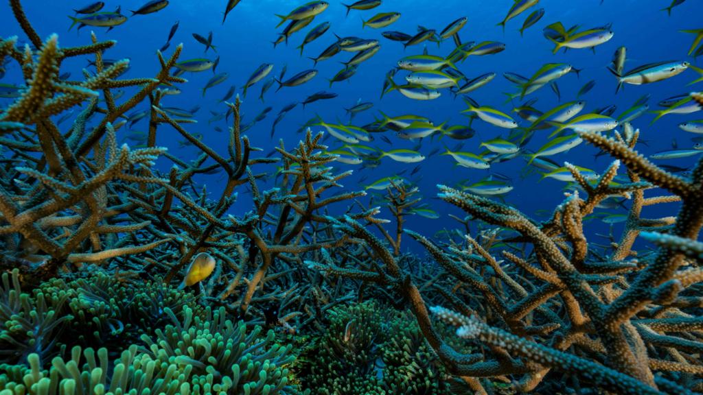 Fish swim in a coral reef in the Comoros.