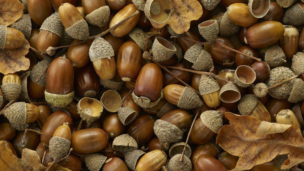 Acorns and leaves on the ground