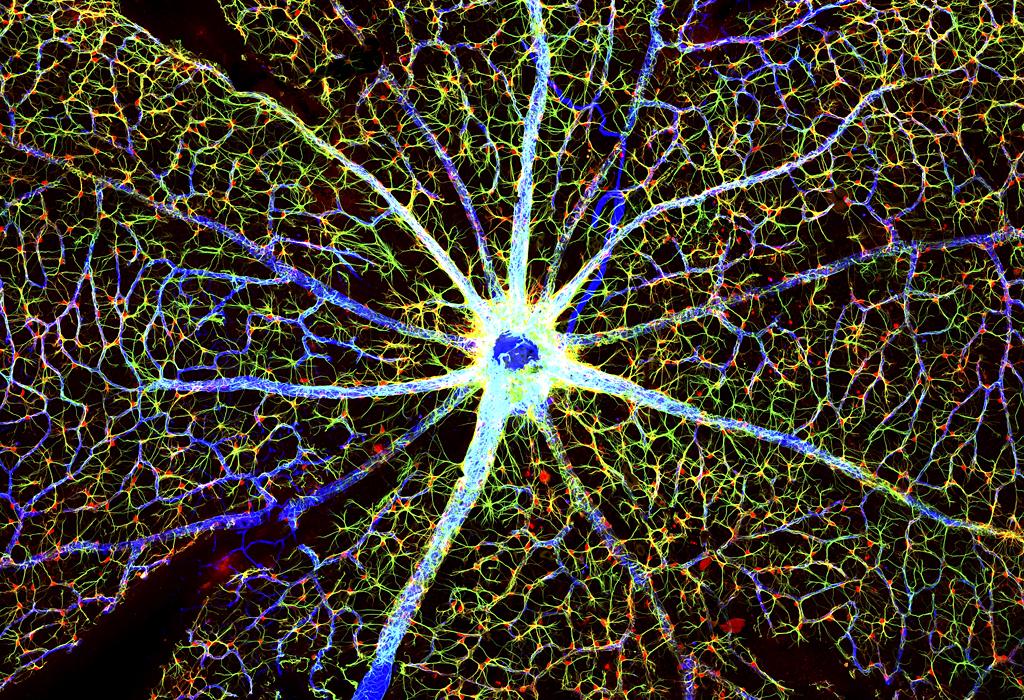 Surface of a mouse retina