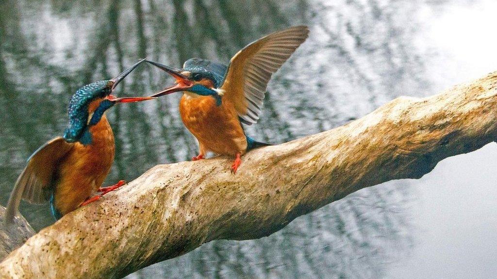 A pair of Kingfishers