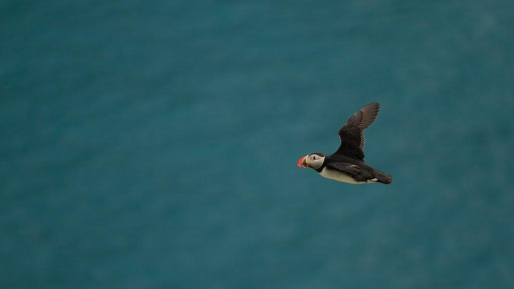 Puffin