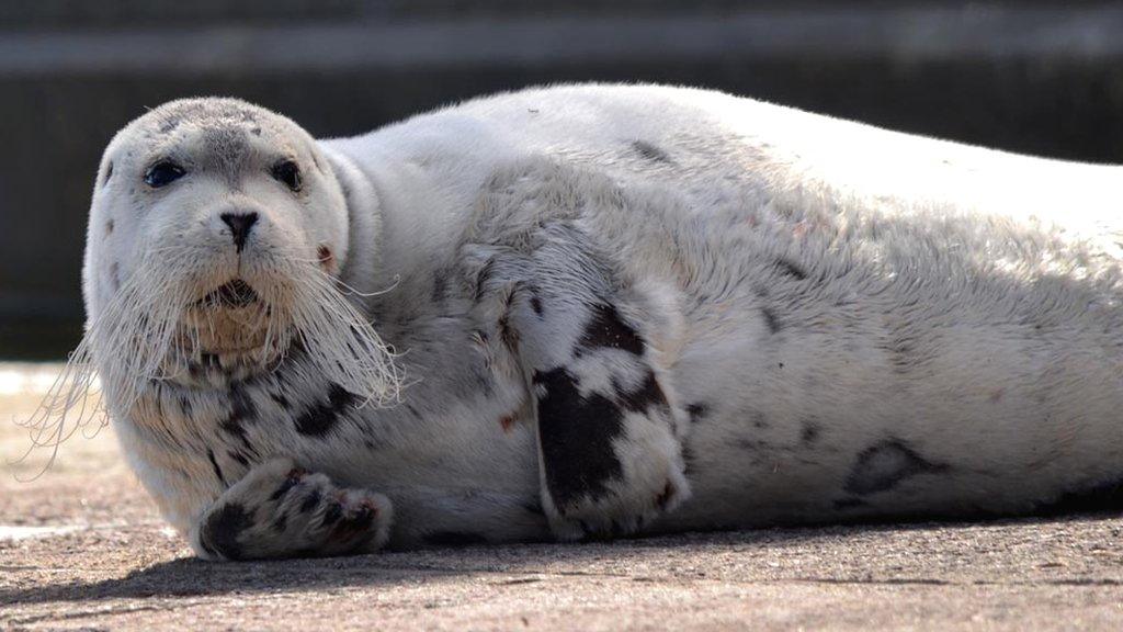 Bearded seal