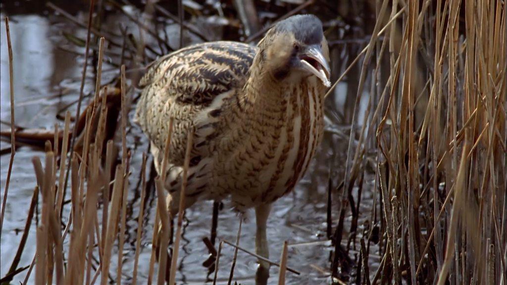 Bittern