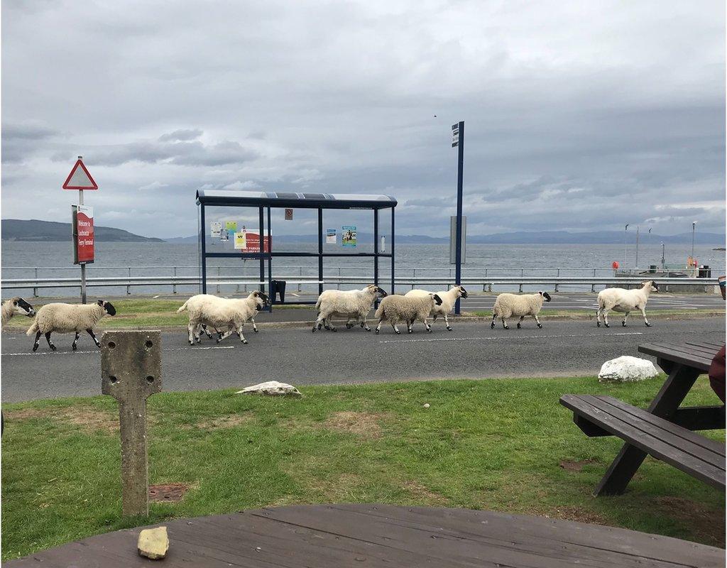 Sheep on Arran