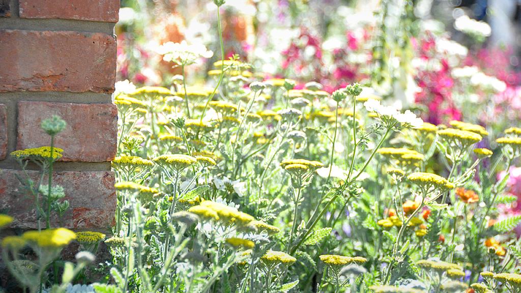 Sunshine on Diarmuid Gavin's Harrods British Eccentrics garden