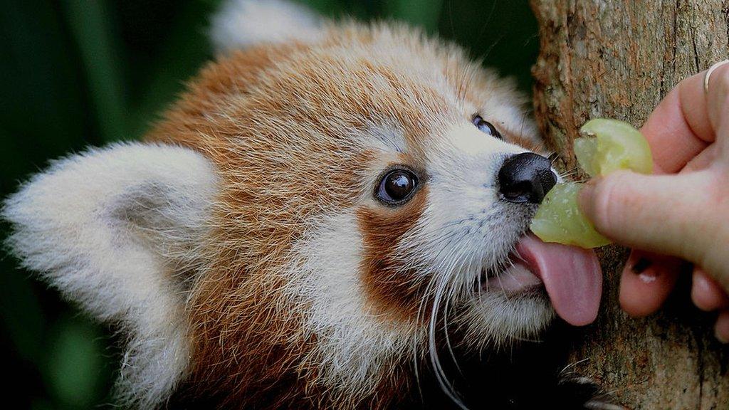 Red panda