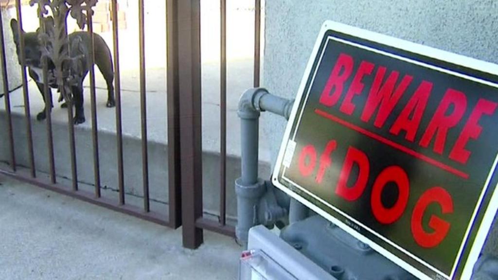 French bulldog scares away three bears BBC Newsround