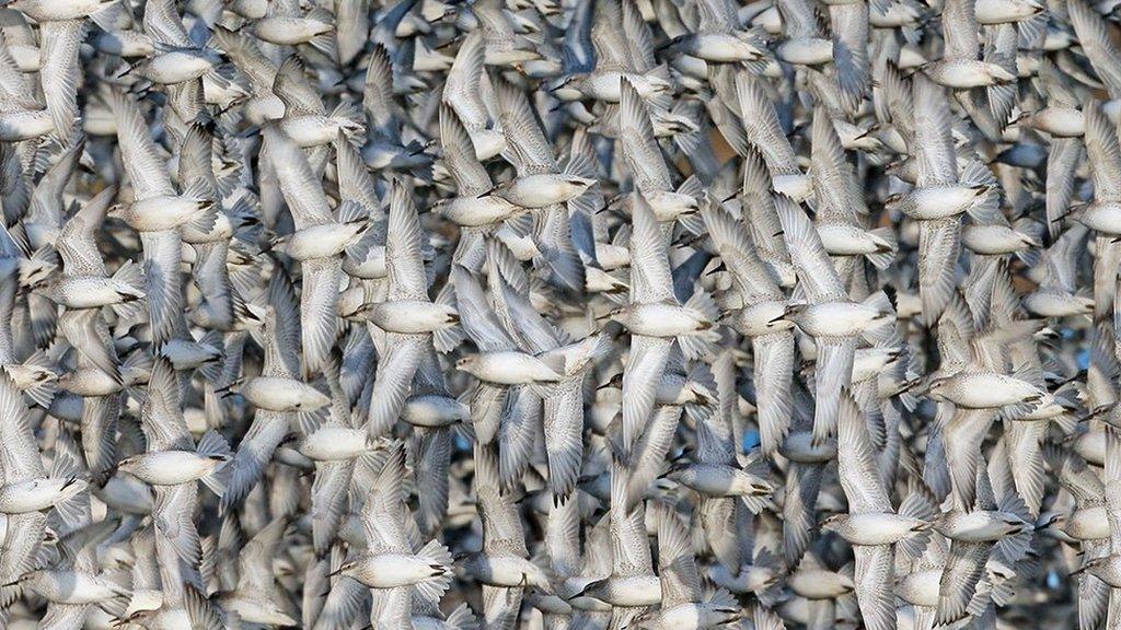 Knot in flight at RSPB Snettisham