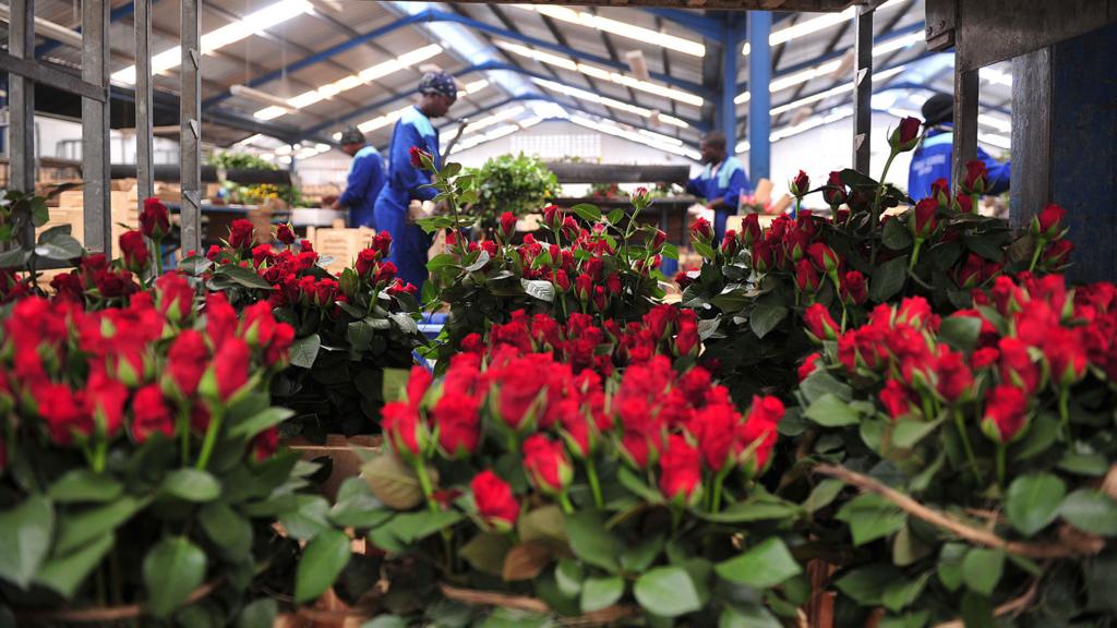 Flower workers in Naivasha, Kenya - archive shot