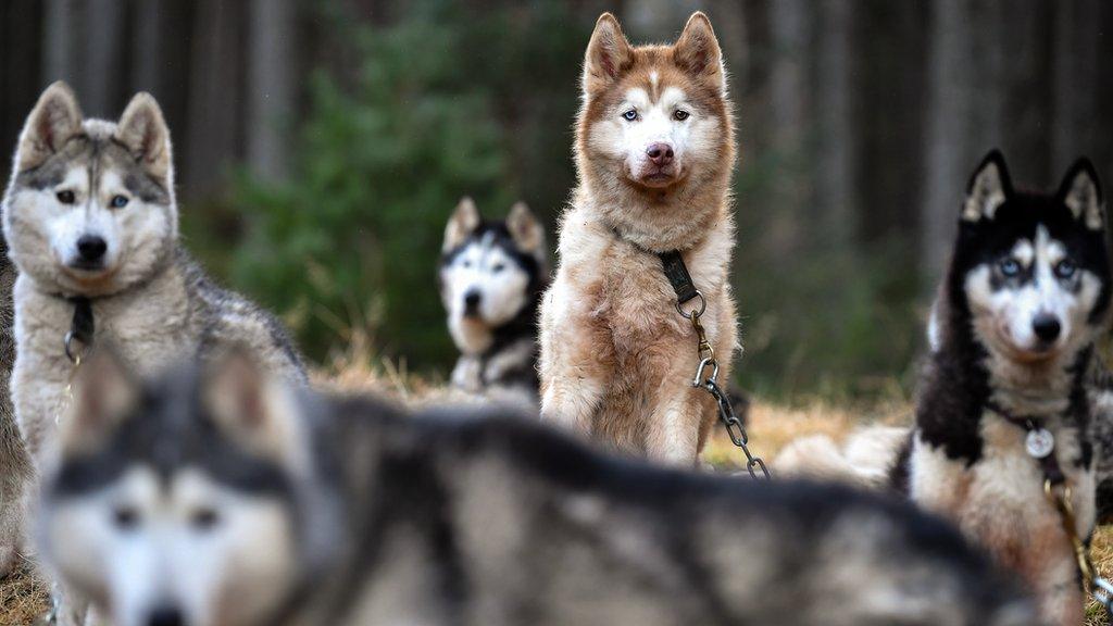 Huskies