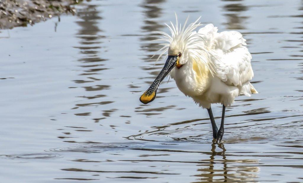 Spoonbill on Thornham Staithe