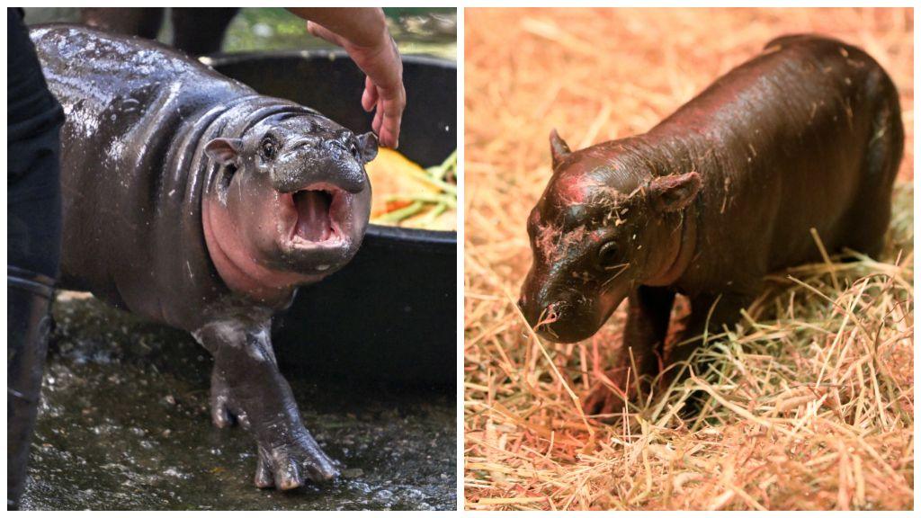 Moo Deng and Haggis the pygmy hippos