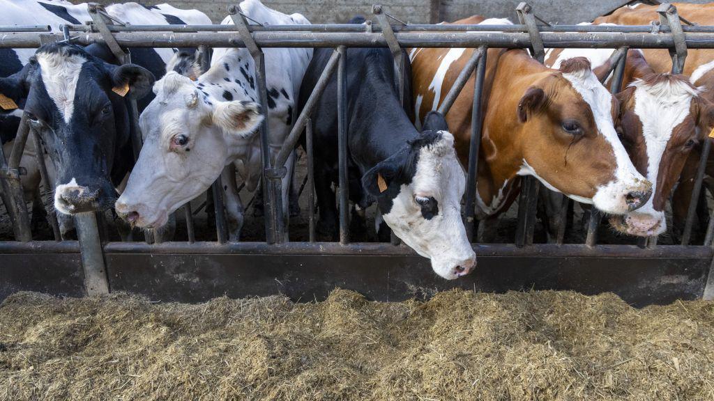 Five cows with their heads poking through a gate