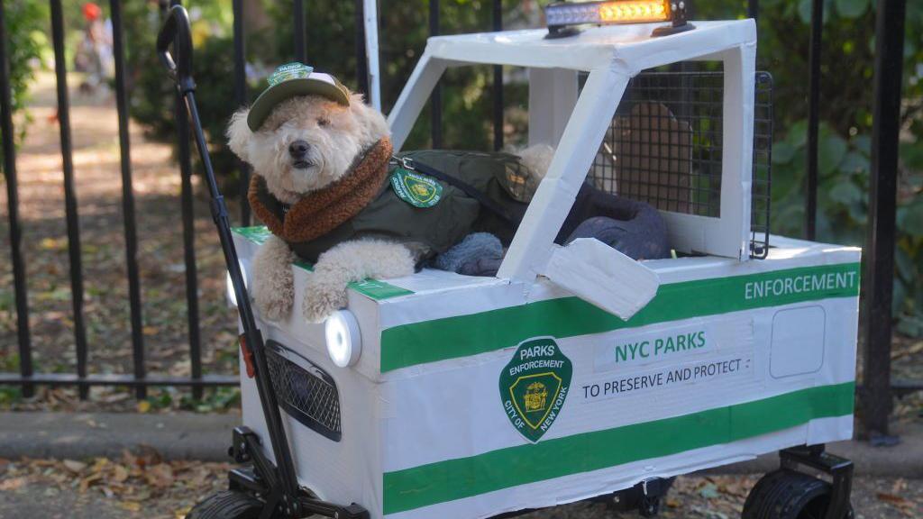 dog dressed as park officer