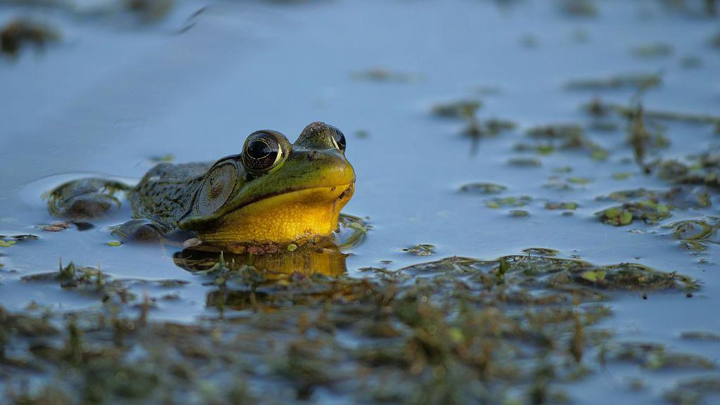 A Green frog rests while partially submerged in pond water