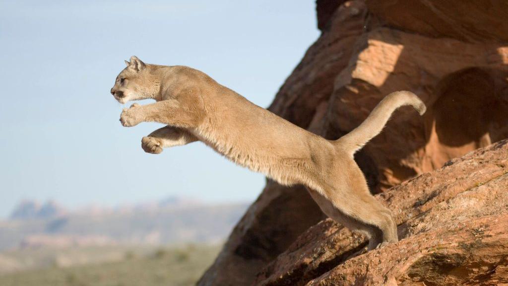 Puma leaping