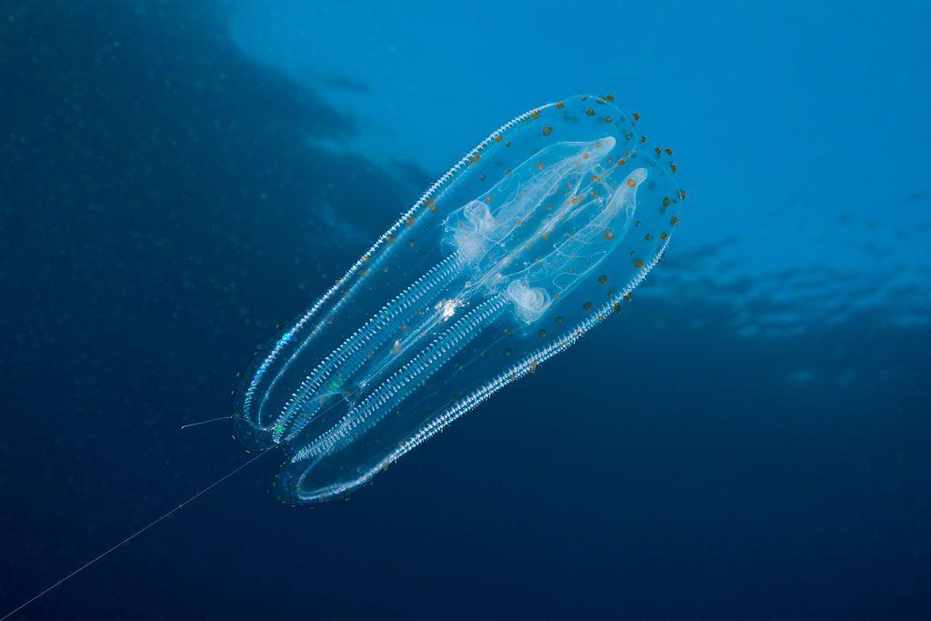 Comb jellyfish in the sea