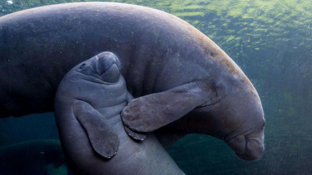 An Antillean manatee swimming with its baby.