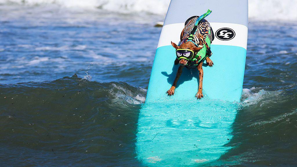 Dog on a surf board.