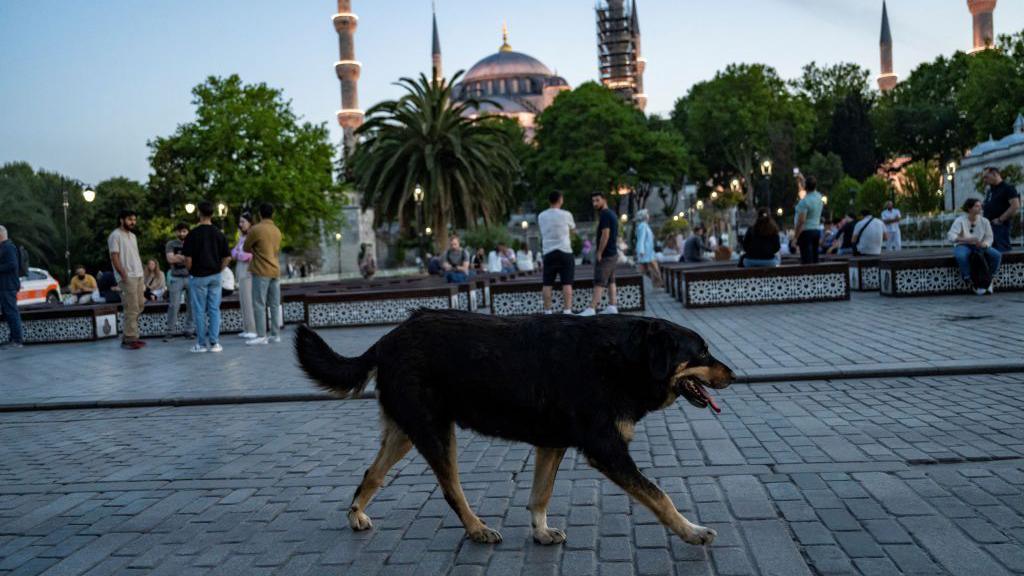 A stray dog outside the Blue Mosque in Istanbul