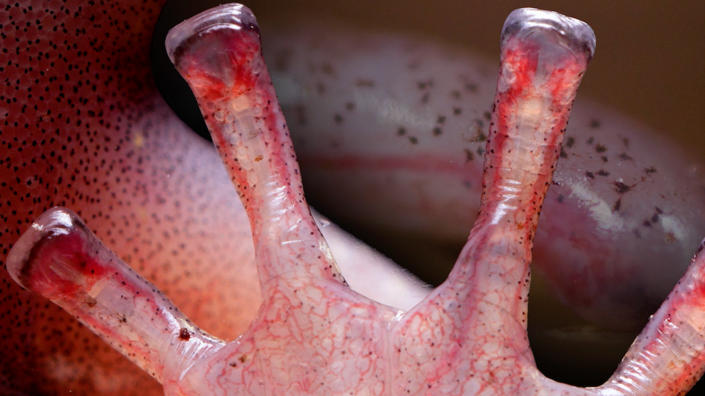 Close up of salamander toes