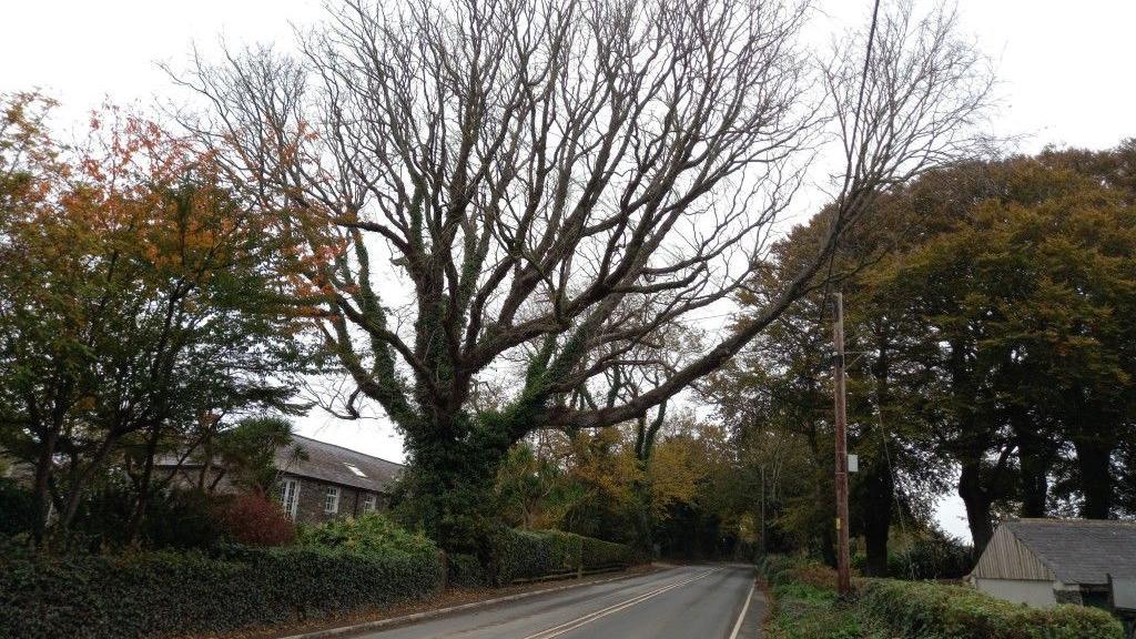 A large tree hangs over a road, there is a house in the background, on a grey day.