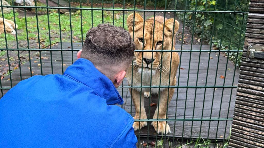 Keeper meeting lion