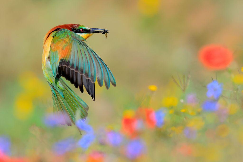 a bird eating an insect mid-flight