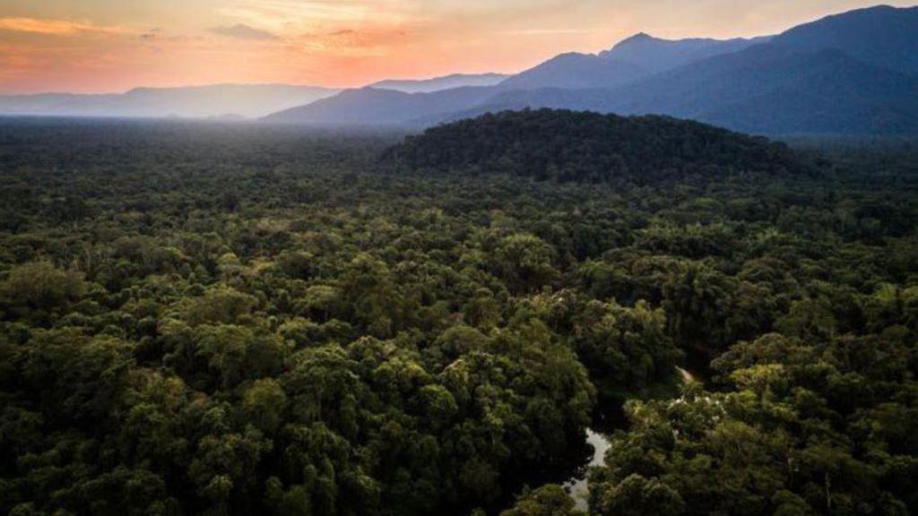 The Atlantic Forest in Brazil.