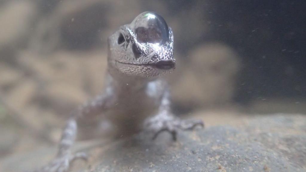 Lizard with bubble on its head underwater