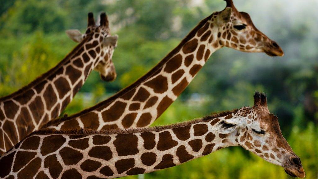 giraffes.