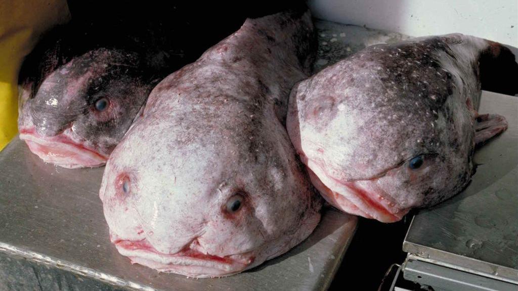 Three blobfish lay on a metal surface