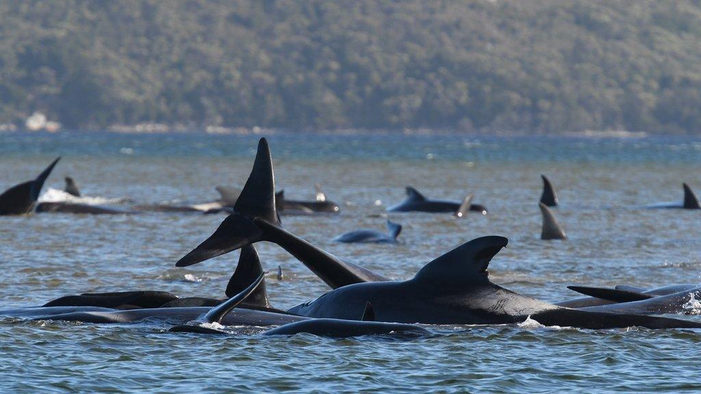 Stranded whales