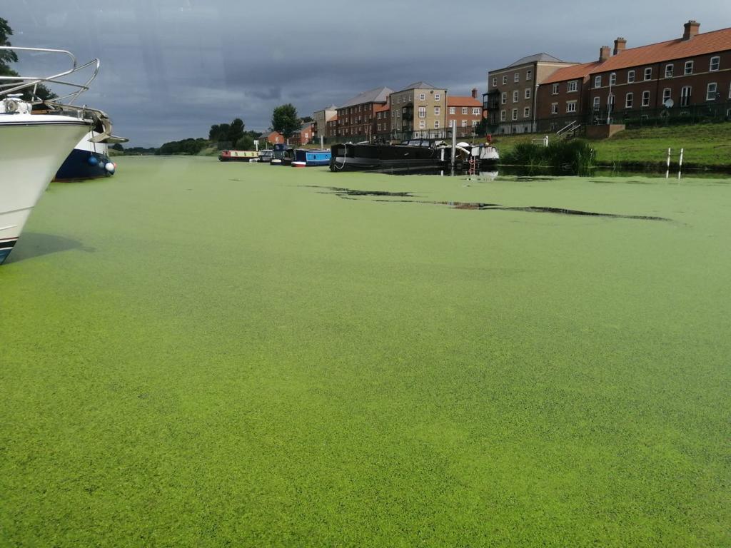 Weed on the river 