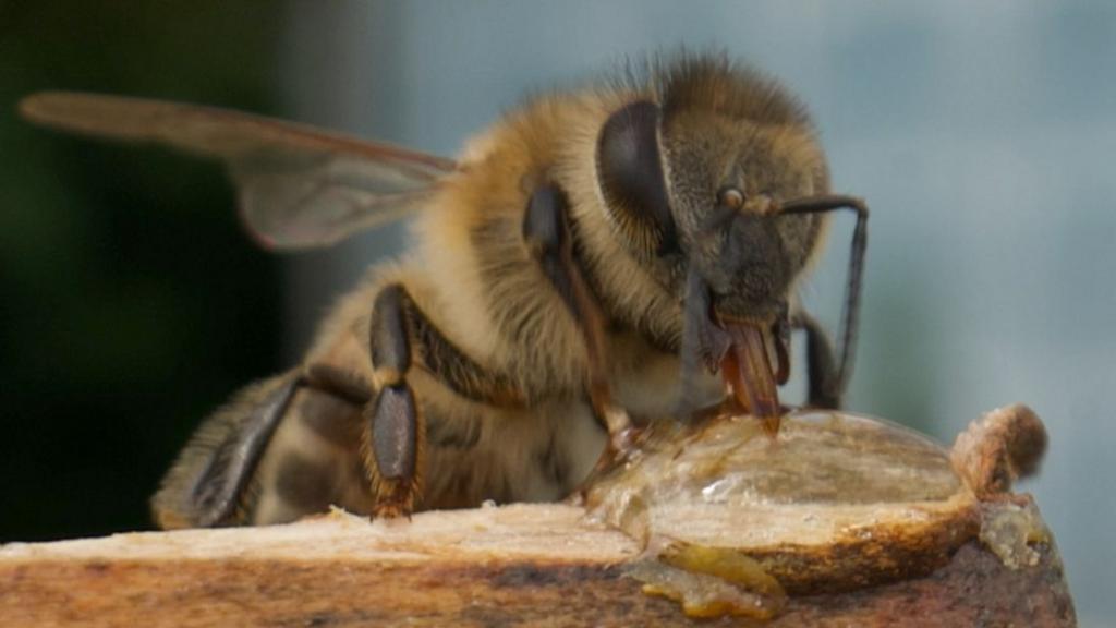 Scientists Develop Novel ‘Superfood’ to Aid Honeybee Health