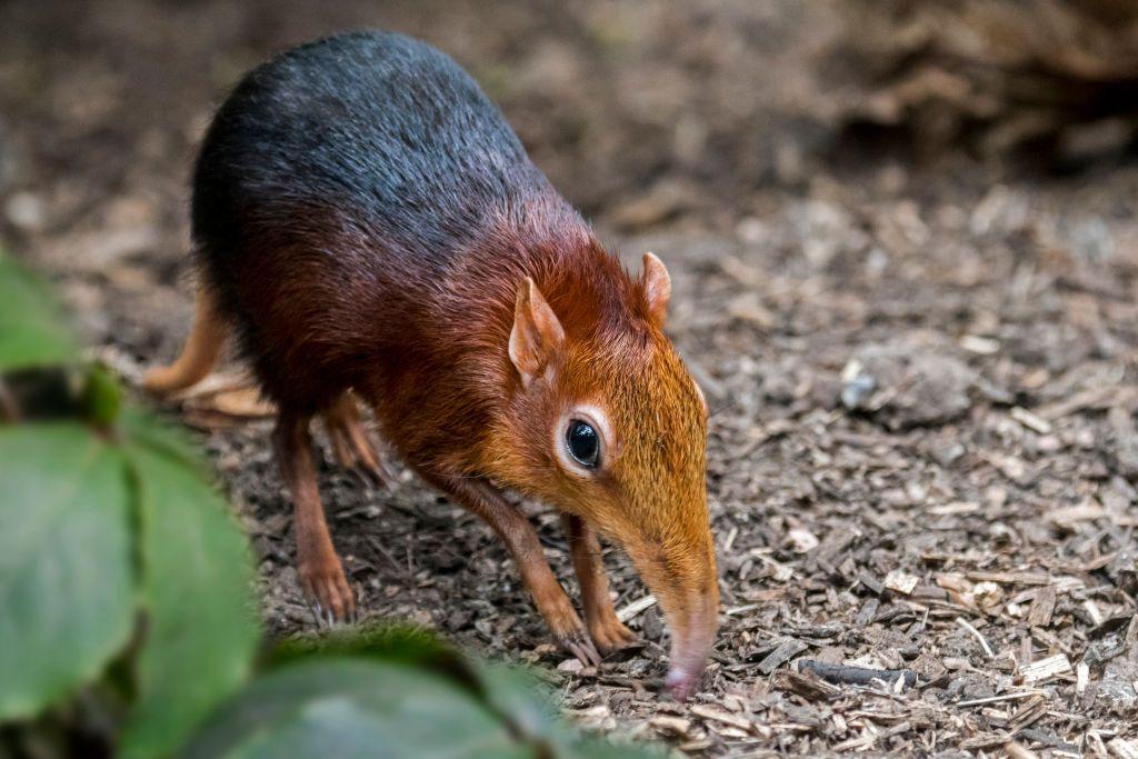 Black and rufous elephant shrew / black and rufous sengi looking for insects in the ground with long nose.