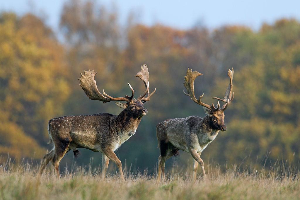 Male fallow deer