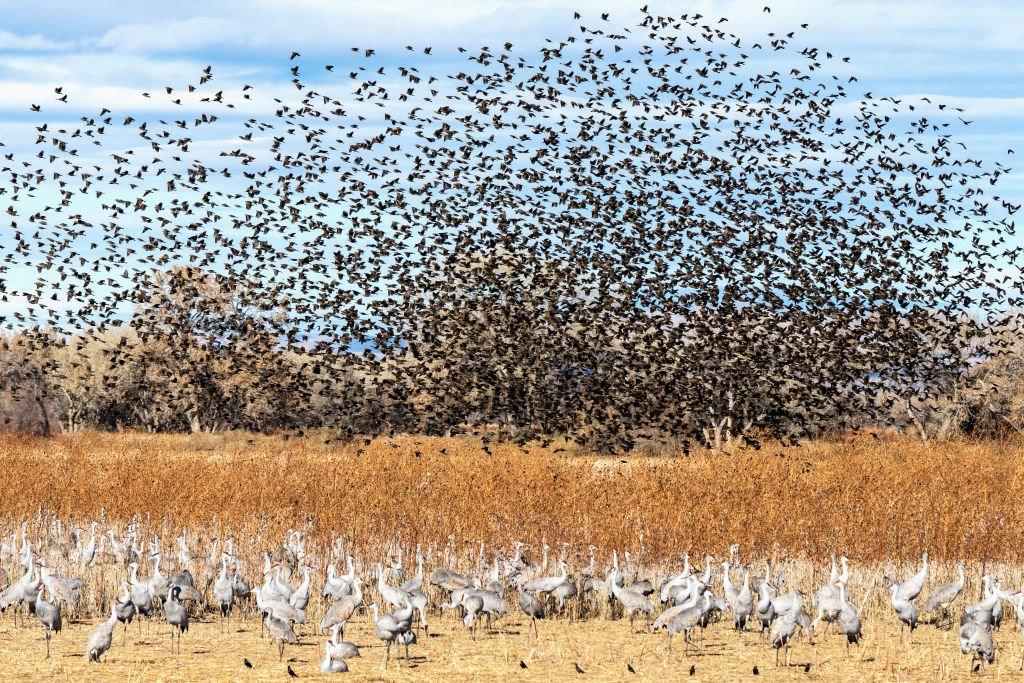 118 species of birds are known to migrate north-south in the Americas