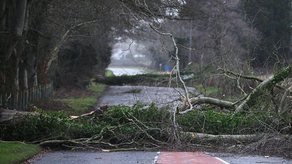 A road with rows of trees on either side. Two of the trees have fallen down onto the road.