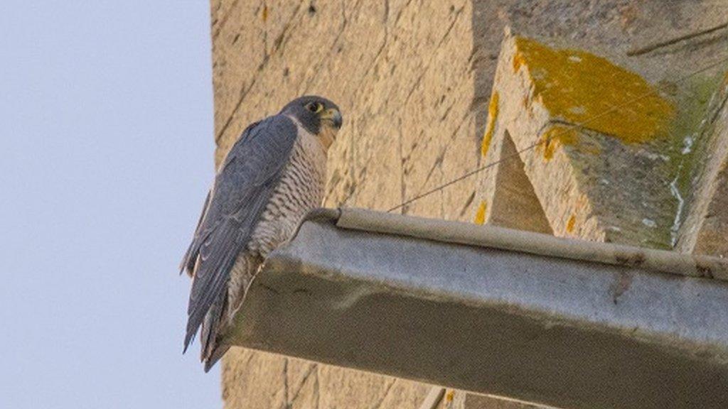 A peregrine falcon