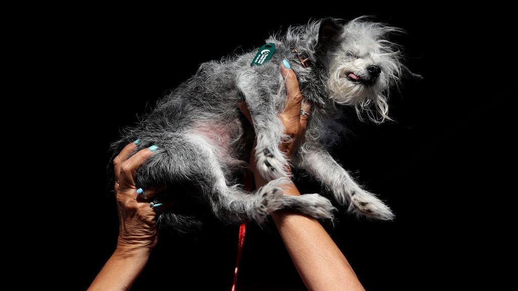 hairy grey dog being lifted up