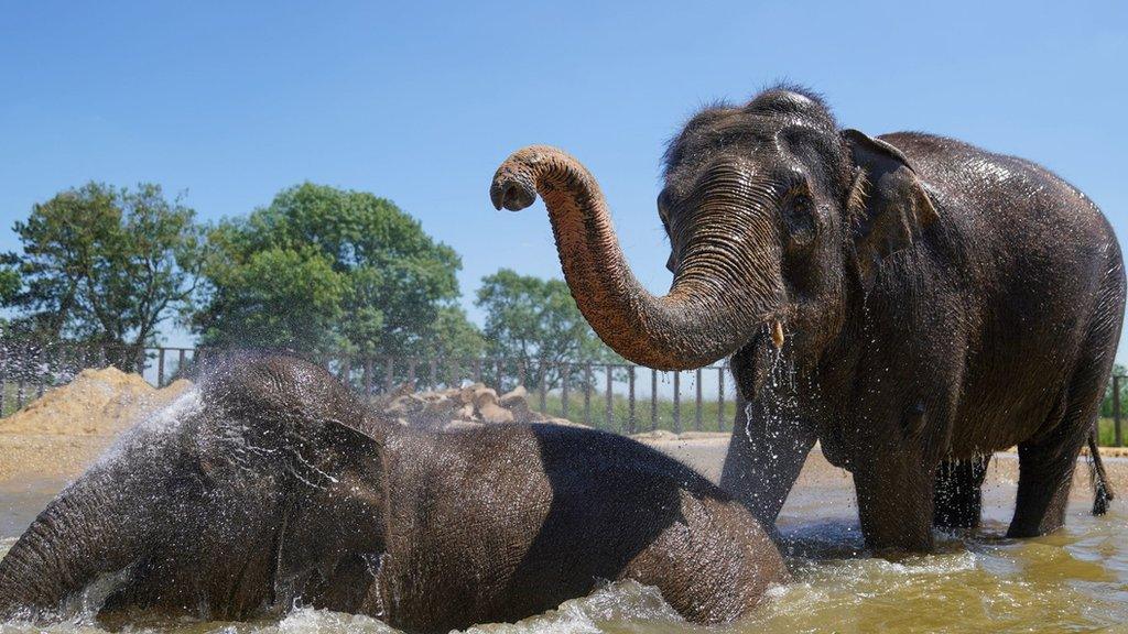 Two Asian elephants playing in Whipsnade Zoo