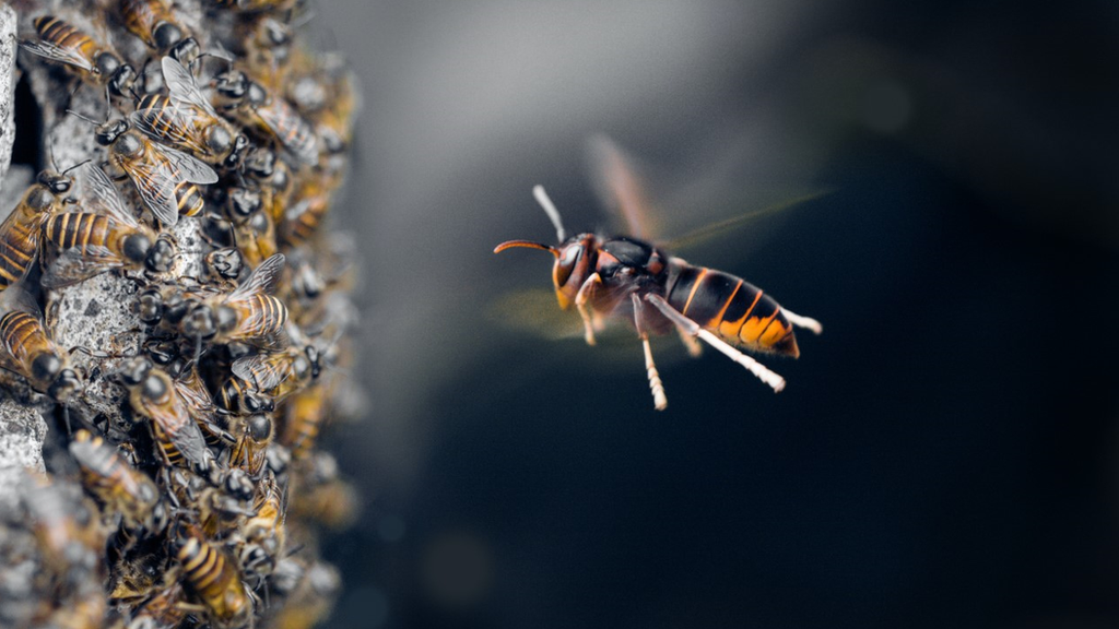 Giant Asian hornet