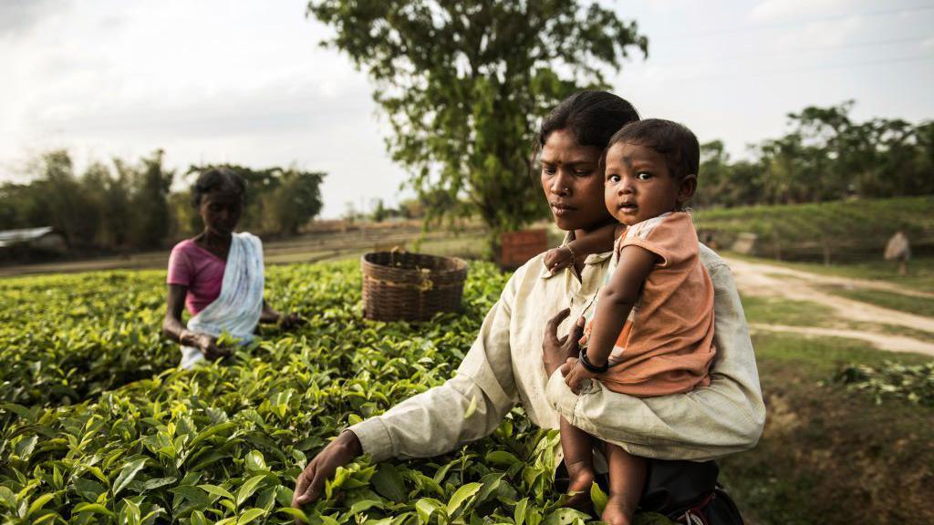  Indian women pick leaves on a tea plantation in the Tinkharia garden in Assam, India, April 8, 2015. 